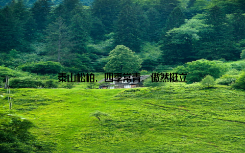 泰山松柏, 四季常青, 傲然挺立